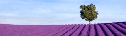 Bild: Provence Lavendel-Feld